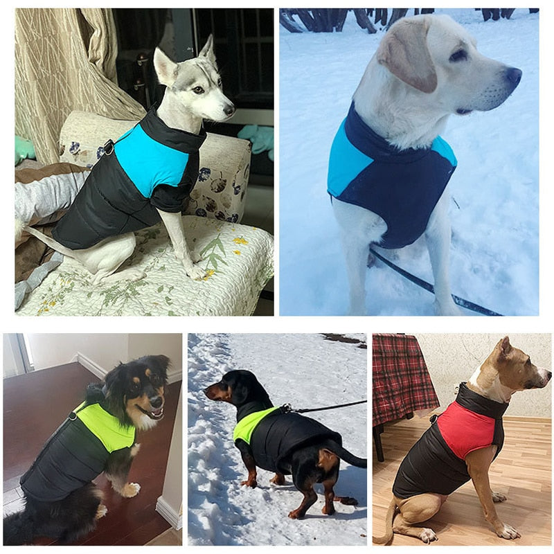 The Ultimate Winter Dog Jacket
